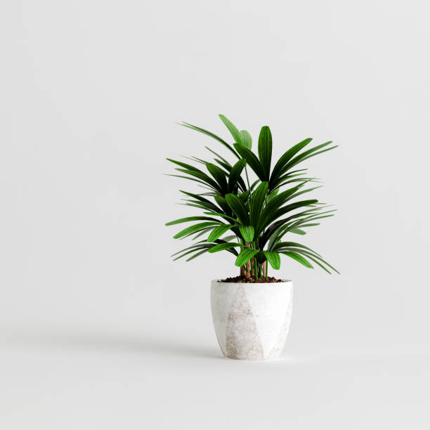istock 3d illustration of houseplants isolated on white background 1397522935