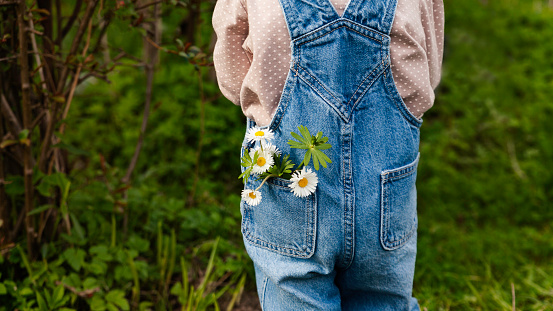 Toddler baby girl wearing blue denim overalls standing in garden Daisy flowers in jeans pocket. Childhood innocent concept.