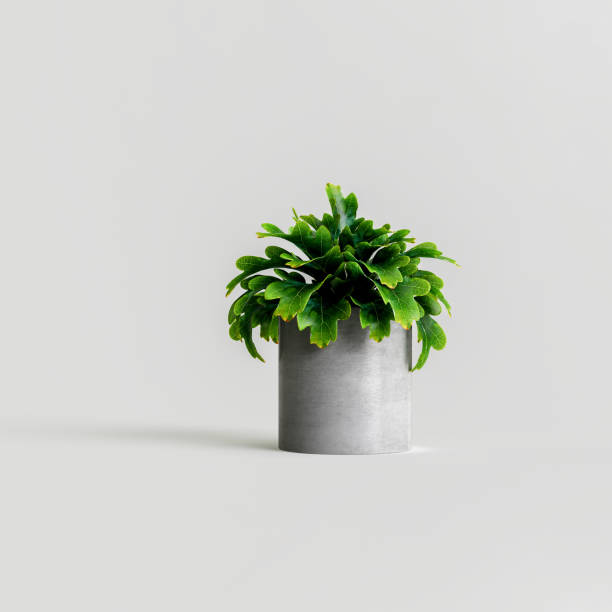 istock 3d illustration of houseplants isolated on white background 1397523076