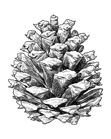 Hand drawn digital illustration of a pine cone