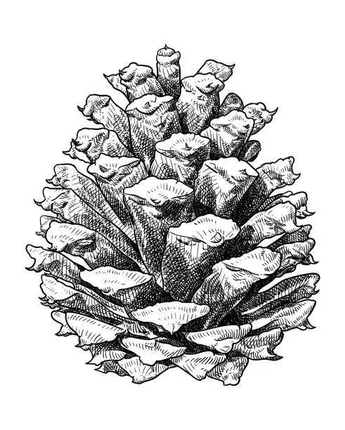 Vector illustration of Vector drawing of a pine cone