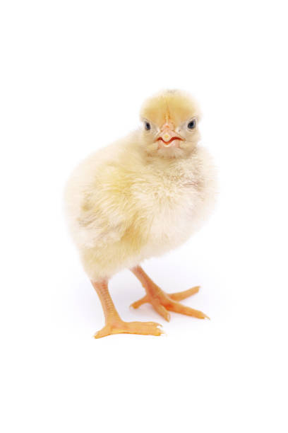 istock cute little chick isolated on white background. 1397525060