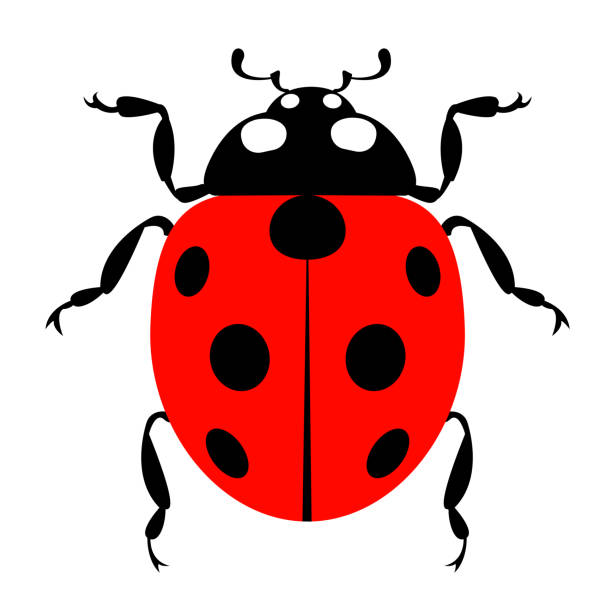 ilustrações, clipart, desenhos animados e ícones de imagem gráfica animal do inseto ladybug - white background spotted wildlife nature