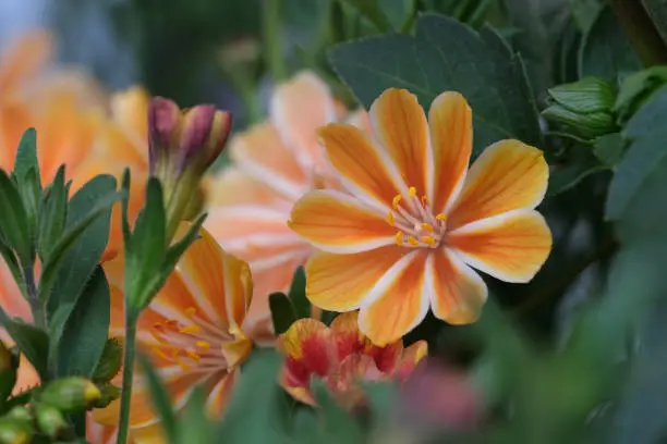 close up orange color Lewisia cotyledon flowers with green leaves