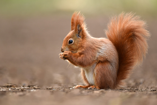 Red Squirrel\n\nPlease view my portfolio for other wildlife photos.