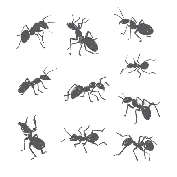 Vector illustration of Hand Drawn Black Ants Isolated Vector Elements Set