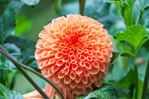 istock Dahlia Portrait close up 1397529215