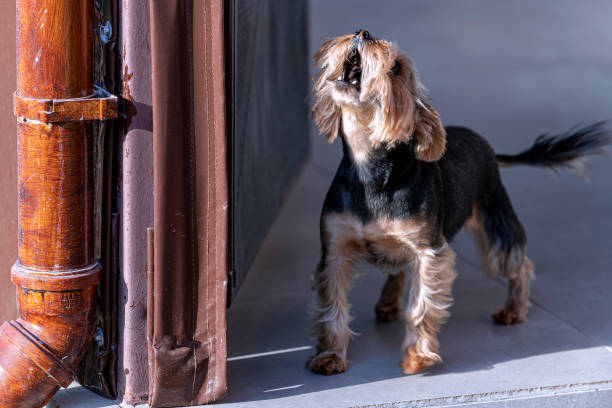 yorkshire terrier dog barking out of the door - late afternoon imagens e fotografias de stock