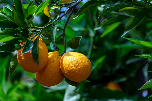 Fresh two oranges hanging on the trees in Fethiye, Mugla Province (Muğla).