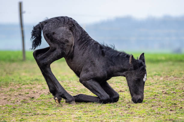 Black horse. A foal lies down on the grass Black horse. A foal lies down on the grass newborn horse stock pictures, royalty-free photos & images