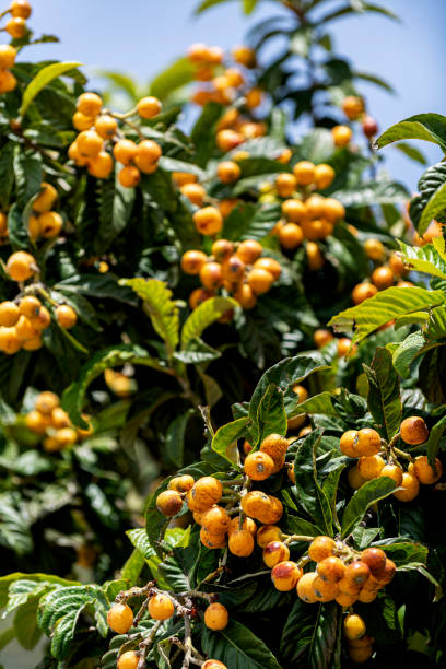 istock Fruits of fresh laquat fruits on tree branches 1397531470