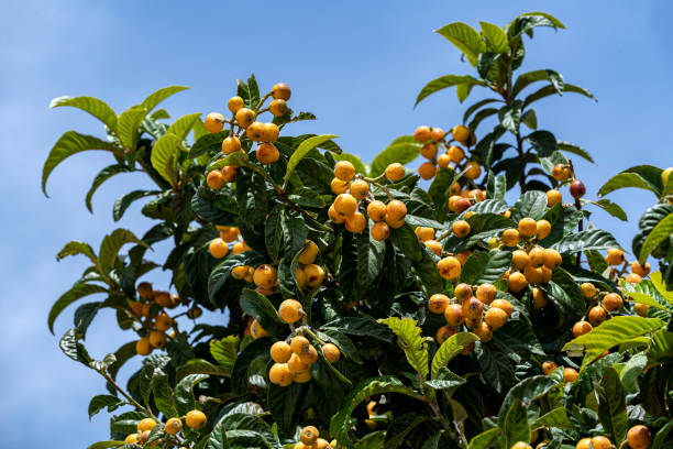 istock Fruits of fresh laquat fruits on tree branches 1397531577