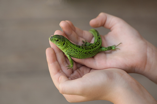 Green Lizard in child's hand close-up, Green Lizard