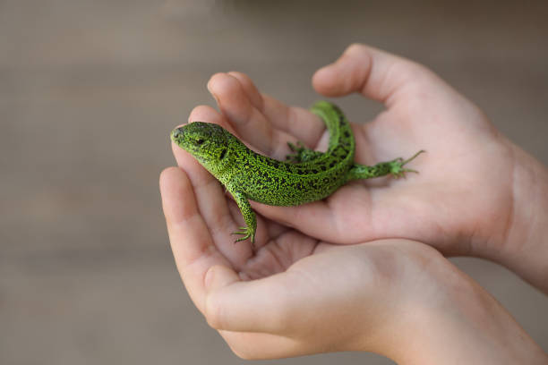 Green Lizard in child hand close-up, Green Lizard Green Lizard in child's hand close-up, Green Lizard wildlife conservation stock pictures, royalty-free photos & images