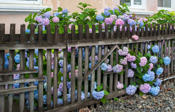 istock Hydrangea flower (Hydrangea macrophylla) colorful hydrangea, through a fence in the garden 1397532824
