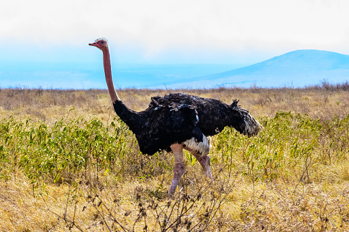 Common ostrich (Struthio camelus) at Ngorongoro national park, Tanzania. Wildlife photo