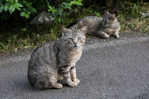 Tabby stray cats on the asphalt. Mammals. Zoology