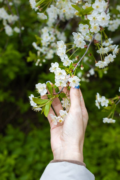 istock female hand holding a tree branch with flowers 1397533787
