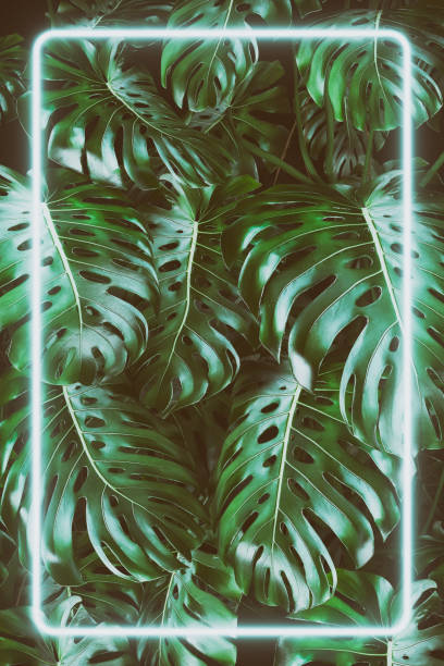 istock Lush foliage monstera leaves background with a rectangle led white neon light, 80's retro style 1397534674