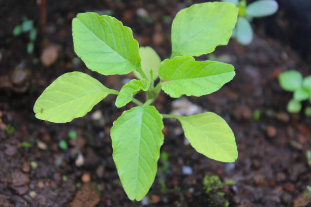 istock A young spinach plant in the garden 1397535066