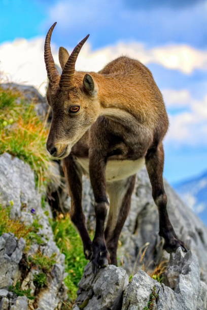 istock Female wild alpine, capra ibex, or steinbock 1397535566
