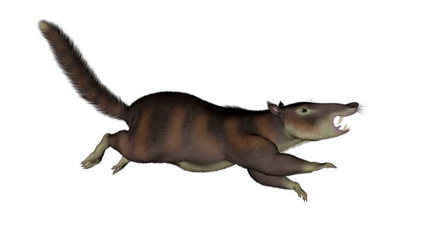 istock Cronopio dentiacutus, prehistoric mammal - 3D render 1397536581