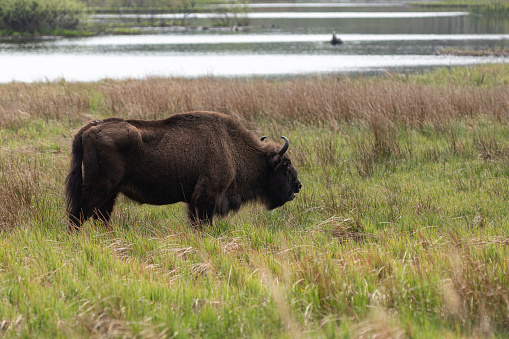 European Bison feeding in Bornholm's natural reserve. In 2012, a flock of seven European Bisons were transported from Poland to the Danish island of Bornholm, between Sweden and Germany, as a conservation experiment to see whether they would adapt to the environment in Bornholm. They were later released into an open enclosure of over 400 acres of forest and its population has gradually increased. This experiment is part of a wider policy to protect the endangered European bison, with a current population of around 3,000 animals throughout Europe.