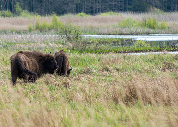 istock European Bisons in Bornholm natural reserve 1397536772