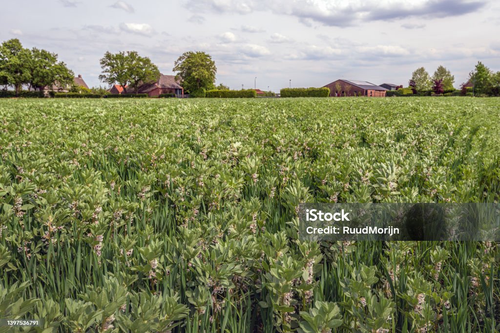 Flowering broad bean plants in a large field - Royalty-free Bedektzadigen Stockfoto