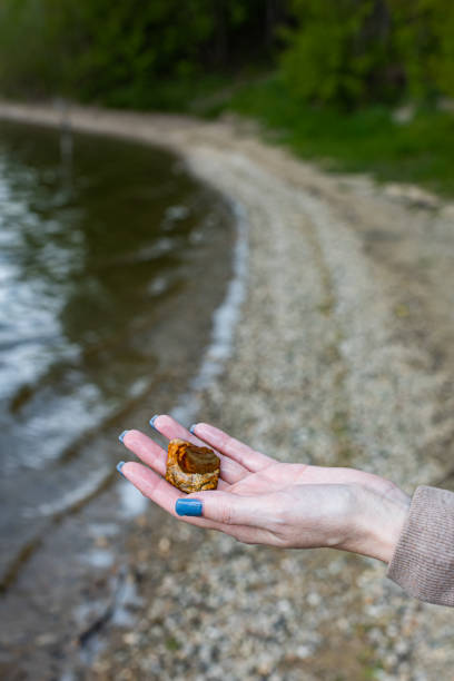 istock female hand holding a pebble standing on the shore 1397536994