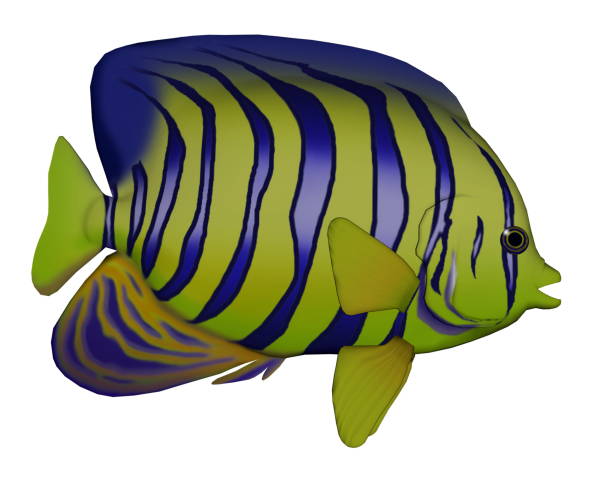 angelfish - 3d render - imperial angelfish imagens e fotografias de stock