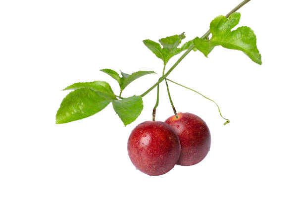 istock Red passion fruit with green leaves on tree branch isolated on white background 1397537174