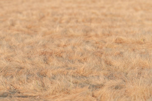 Dry grass in meadow as background, selective focus