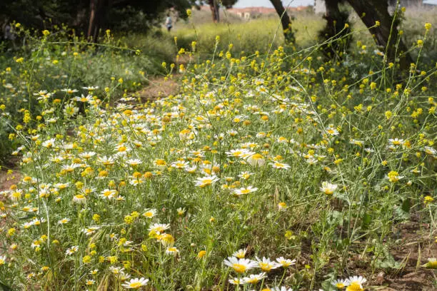 Group of wild, white and yellow daisies on their bush in the field one spring morning. Tenerife, Canary Islands, Spain