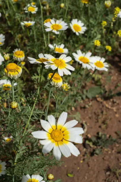 Group of wild, white and yellow daisies on their bush in the field one spring morning. Tenerife, Canary Islands, Spain