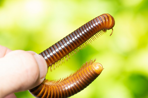 Extreme close up of a Larva of Scarab Beetle (Blaps sp) shot on tree trunk