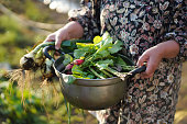 収穫野菜を持つ女性