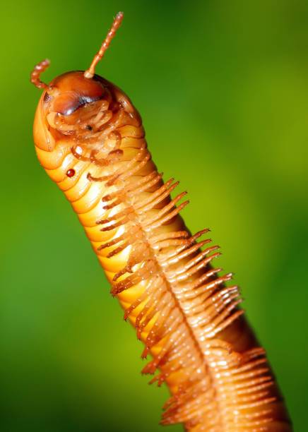 Closed up Millipede head and legs - animal behavior.
