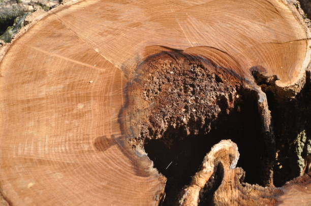 istock Close up of diseased mulberry tree rings 1397541052
