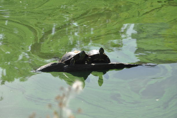 istock Turtle enjoying the sunlight in New York City 1397541063
