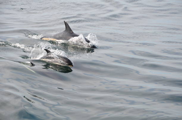 istock Dolphins wave riding off the coast of Cape Cod 1397541110