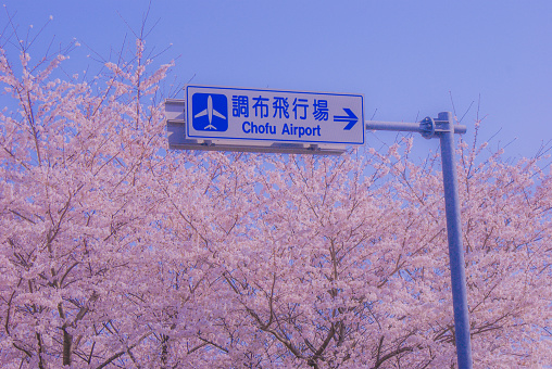 Fuchu City Street Cherry Blossom. Shooting Location: Tokyo Fuchu