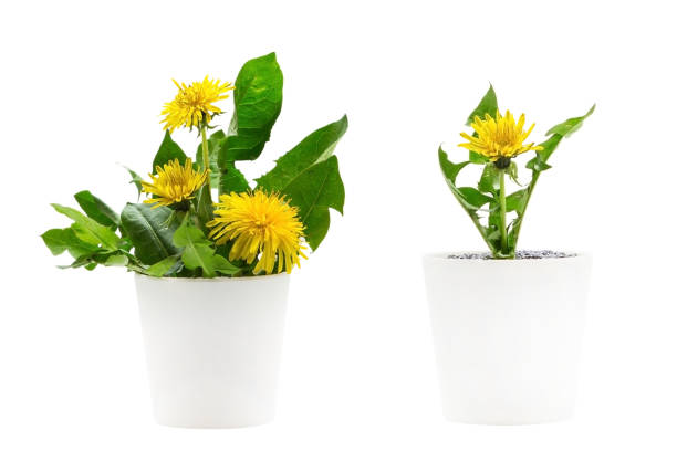Indoor plant isolated on a white background