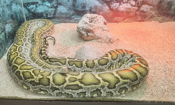 istock boa snake head  close up details 1397541610