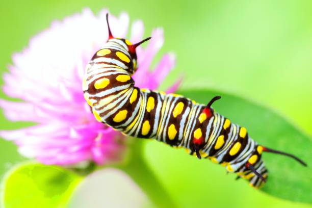 istock Caterpillar climbing Globe Amaranth flower - animal behavior. 1397542532