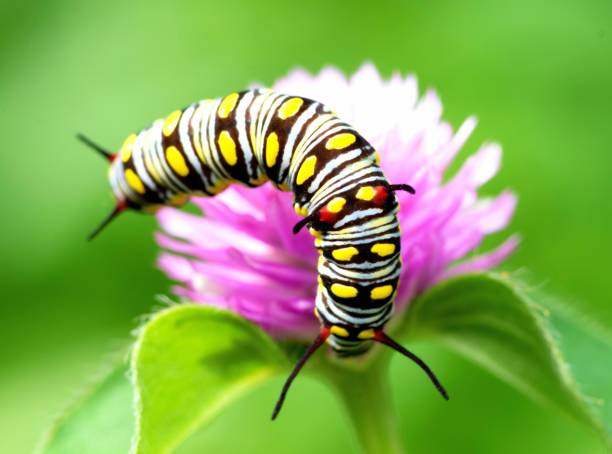 istock Caterpillar climbing Globe Amaranth flower - animal behavior. 1397542533