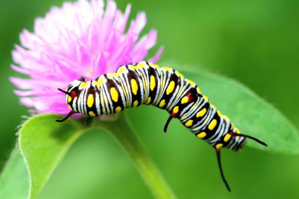 istock Caterpillar climbing Globe Amaranth flower - animal behavior. 1397542542