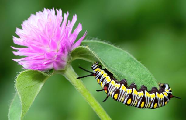 istock Caterpillar climbing Globe Amaranth flower - animal behavior. 1397542603