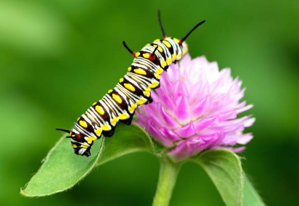 istock Caterpillar climbing Globe Amaranth flower - animal behavior. 1397542638