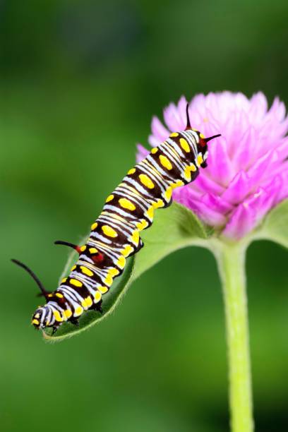 istock Caterpillar climbing Globe Amaranth flower - animal behavior. 1397542663